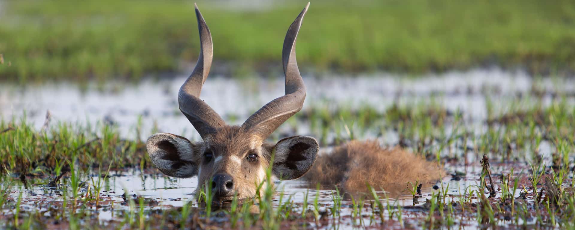 Saiwa Swamp Sitatunga Antelope
