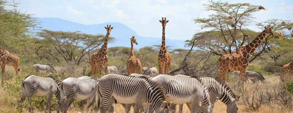 Samburu National Park 1 Jpg