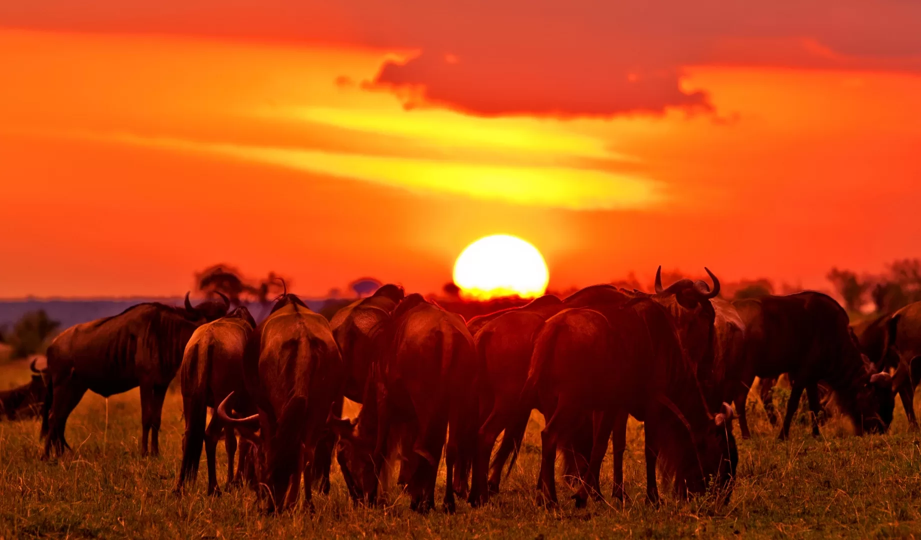 Masai Mara Jpg