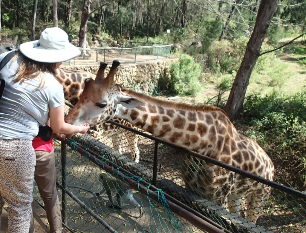 Feeding Giraffe Haller Park Sanctuary 