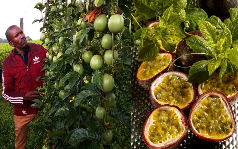 Passion Fruit Farming In Kenya Farmers Trend