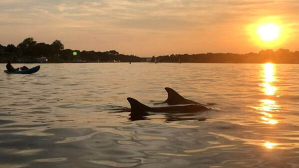 Dolphin Tours