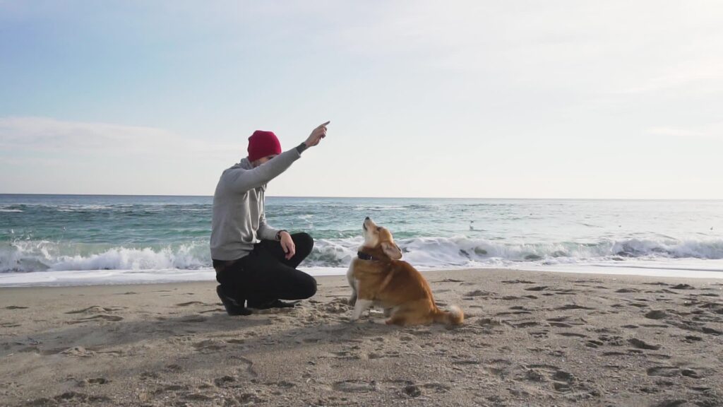 Man Playing With Dog At The Beach Free Video