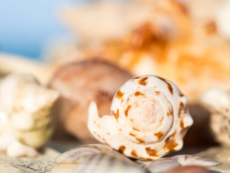 Seashell Beach Zanzibar Tanzania Close Up 69776221