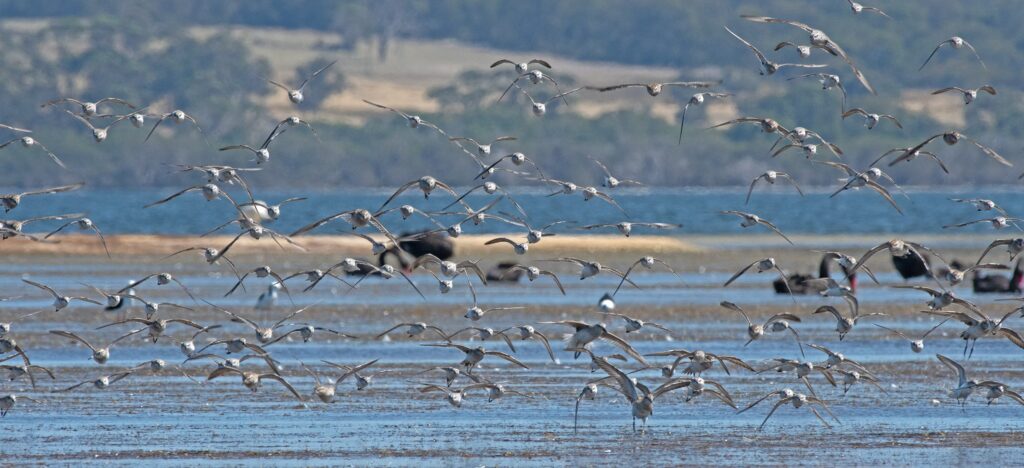 Waders In Flight Morley 20Feb19 30 Res