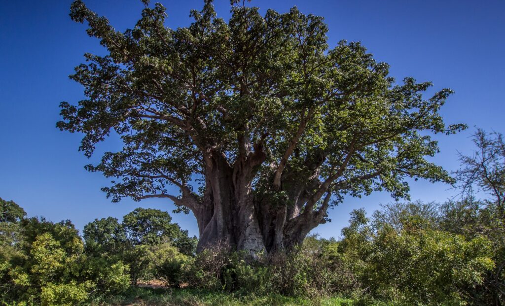 Baobab Tree 5024719 1920