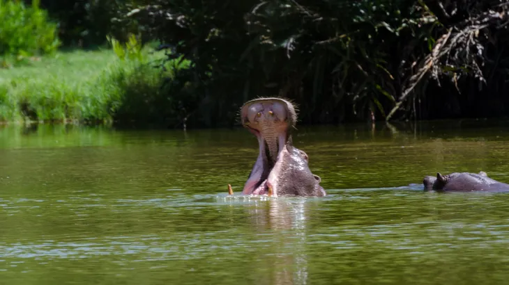 Hippos At The Game Sanctuary.jpg