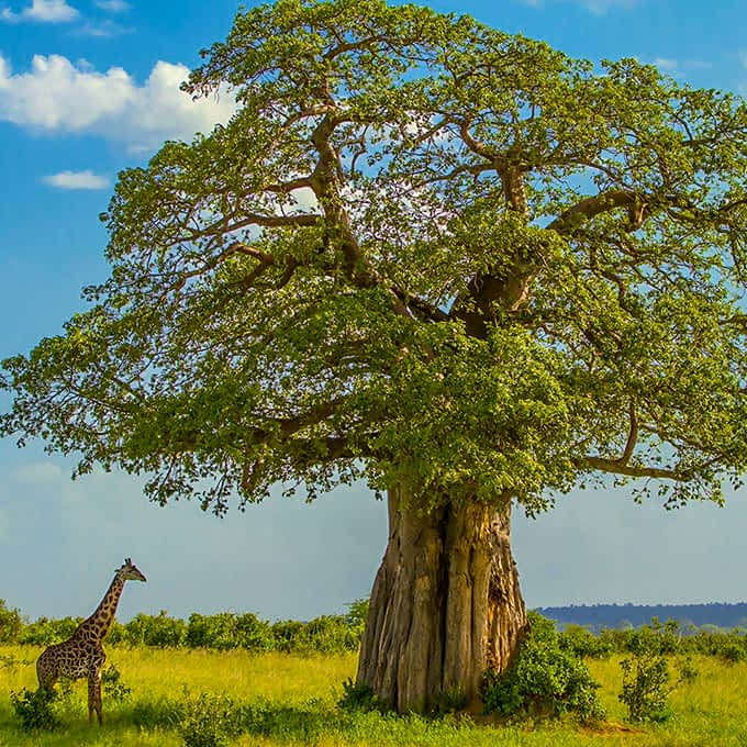 Plants Trees Serengeti National Park Baobab Small