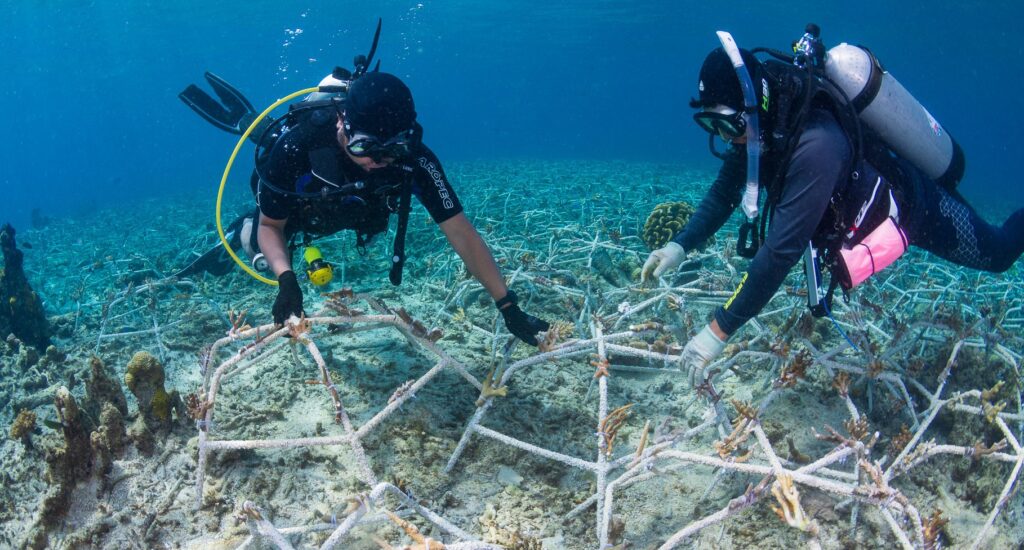 Reef Stars Are Installed In Degraded Areas To Stabilise Loose Rubble And Kickstart Rapid Coral Growth 6 Credit Indo Pacific Films.jpg