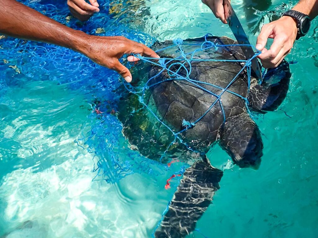 Rescue Of Sawan Juvenile Olive Ridley Turtle 1