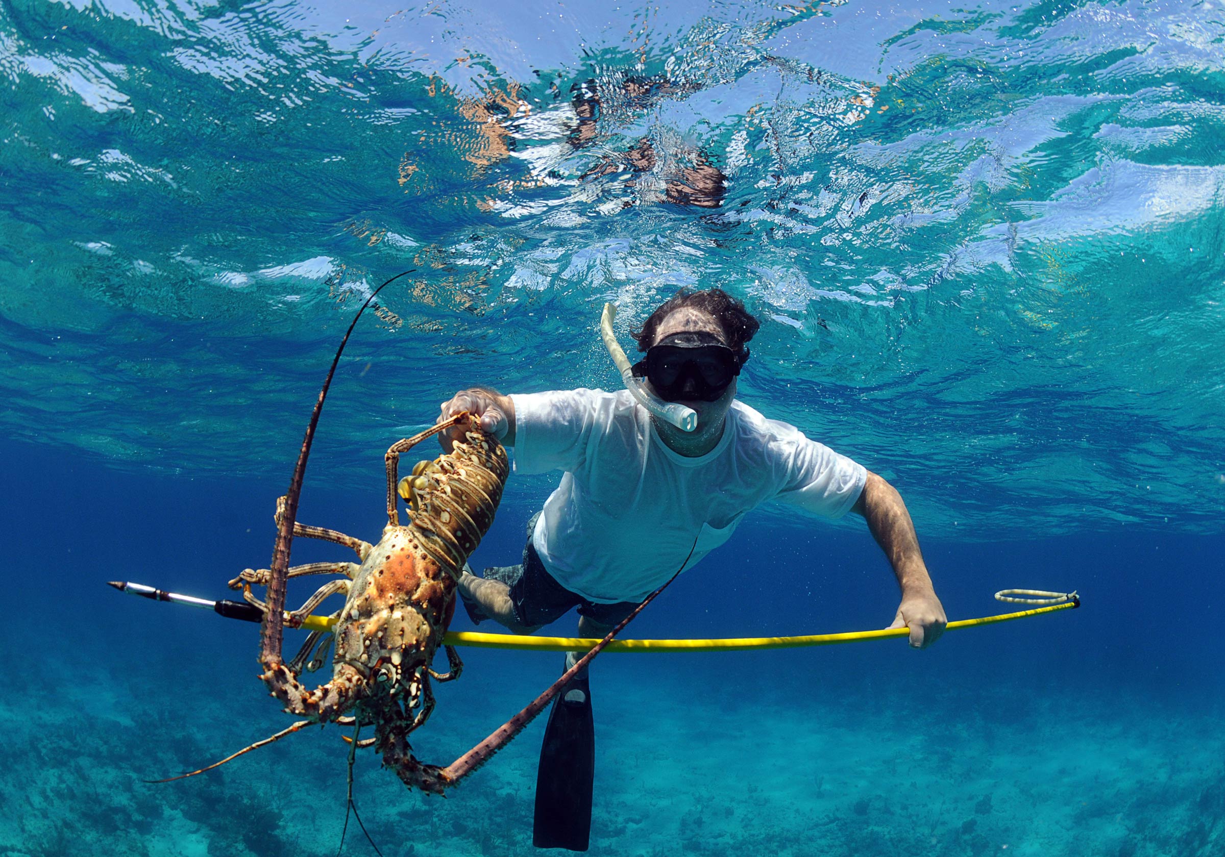 Spearfishing California