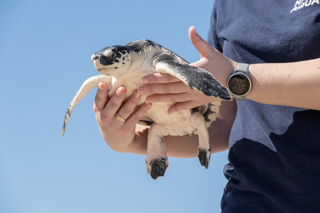 Credit National Aquarium   20230222animalrescue Turtlerelease 3794