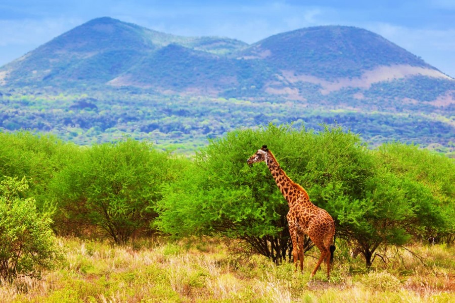 Tsavo West Kenya 1