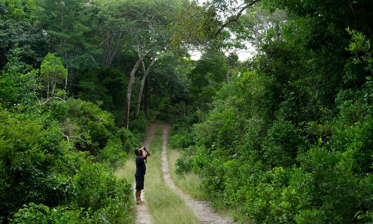 Arabuko Sokoke Forest Reserve 750x450 1