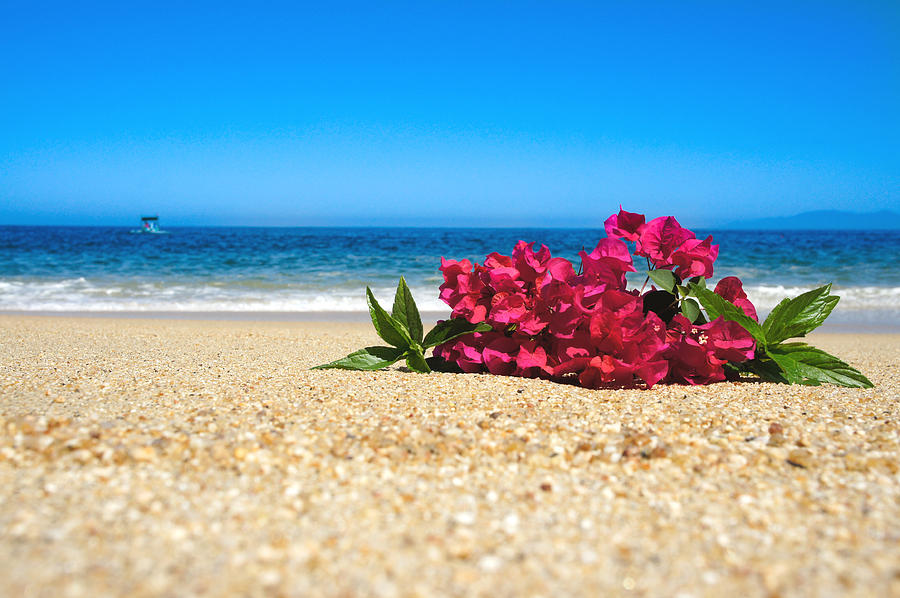 Tropical Beach Flowers Agedpixel